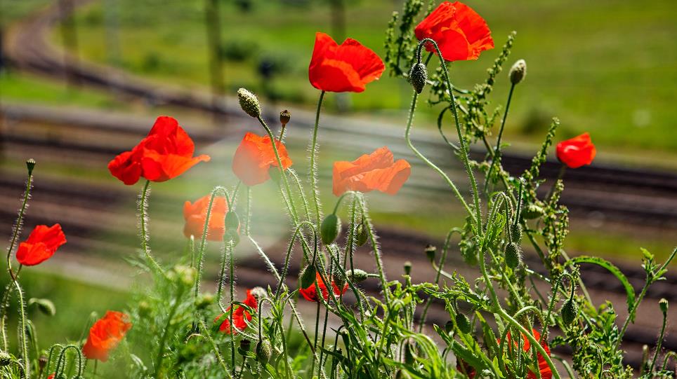 Valmuer langs jernbanen