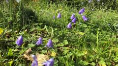 Liden klokke ved Jejsing