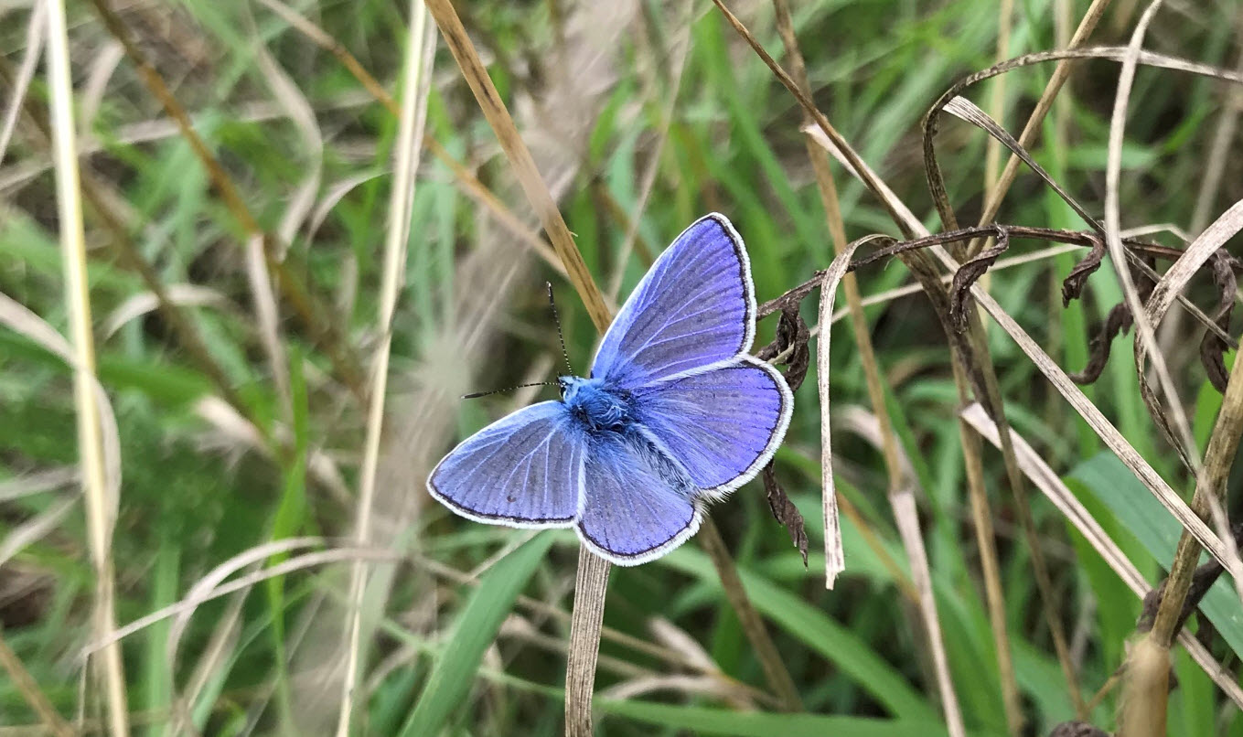 Almindelig blåfugl ved Struer