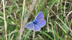 Almindelig blåfugl ved Struer