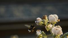 Humlebi af Lasse Bak